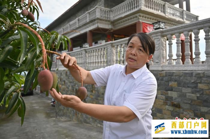 广西女村医跨界种植芒果带富一方冀百色芒果走出国门(图1) 广西女村医跨界种植芒果带富一方冀百色芒果走出国门(图1)
