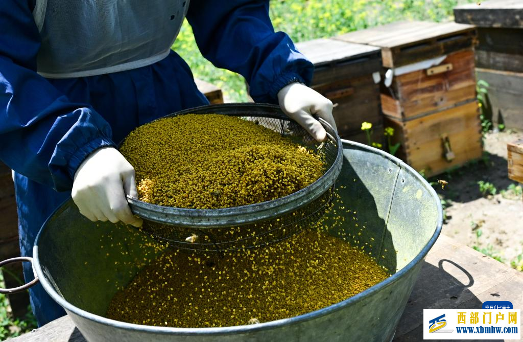 追花人家 甜在田间(图2) 追花人家 甜在田间(图2)