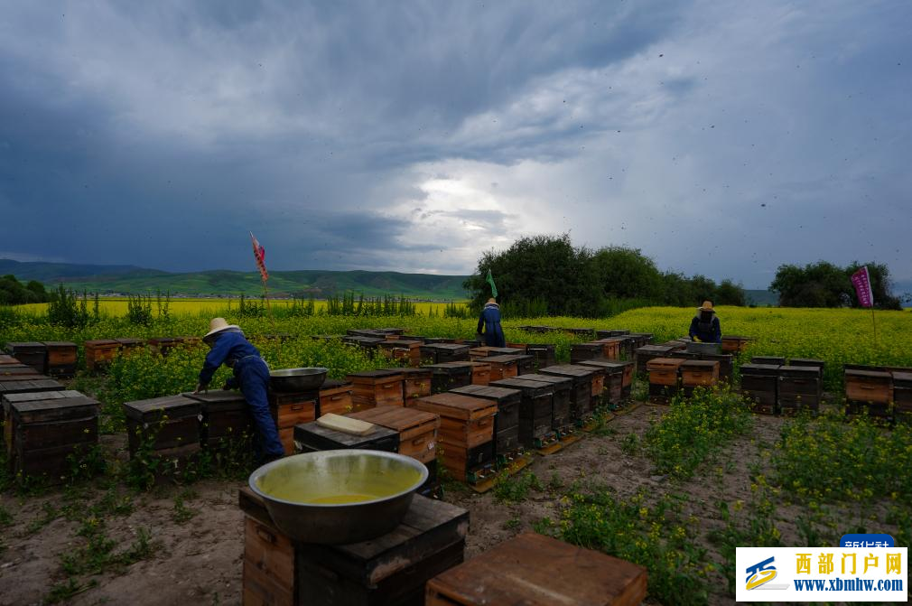 追花人家 甜在田间(图5) 追花人家 甜在田间(图5)