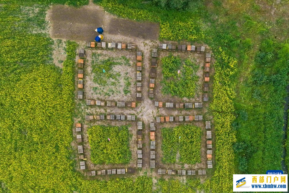 追花人家 甜在田间(图8) 追花人家 甜在田间(图8)