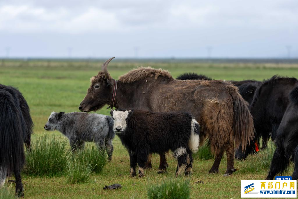 辉煌60载 魅力新西藏|玛旁雍错湿地展现盛夏生命力(图2) 辉煌60载 魅力新西藏|玛旁雍错湿地展现盛夏生命力(图2)