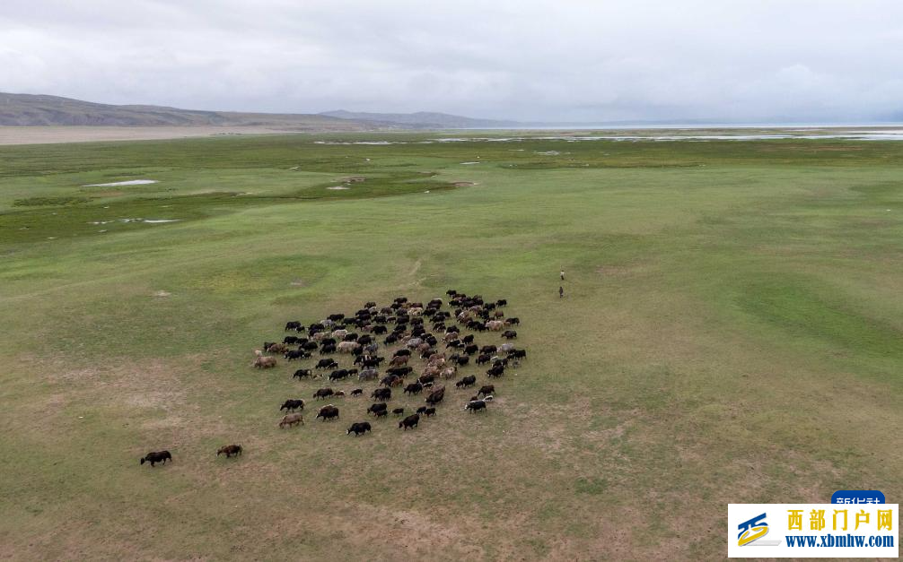 辉煌60载 魅力新西藏|玛旁雍错湿地展现盛夏生命力(图4) 辉煌60载 魅力新西藏|玛旁雍错湿地展现盛夏生命力(图4)