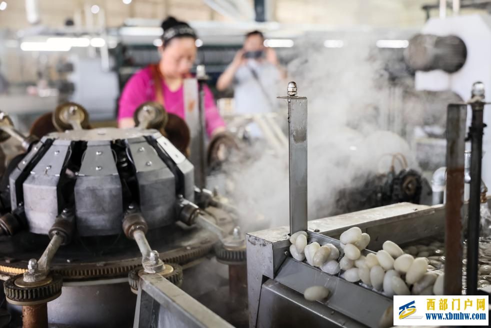 新疆乌苏:桑蚕茧产业拓宽乡村振兴新“丝”路(图3) 新疆乌苏:桑蚕茧产业拓宽乡村振兴新“丝”路(图3)