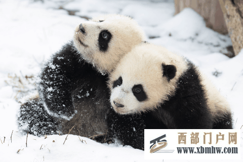 在成都|从晨曦到夜色,感受生态之城的绿色脉搏(图5) 在成都|从晨曦到夜色,感受生态之城的绿色脉搏(图5)