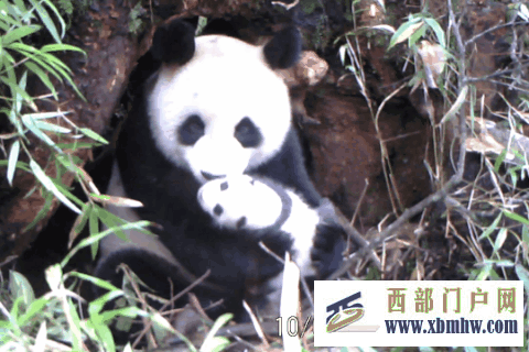 在成都|从晨曦到夜色,感受生态之城的绿色脉搏(图6) 在成都|从晨曦到夜色,感受生态之城的绿色脉搏(图6)