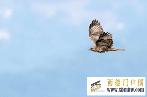 在成都|从晨曦到夜色,感受生态之城的绿色脉搏(图13) 在成都|从晨曦到夜色,感受生态之城的绿色脉搏(图13)