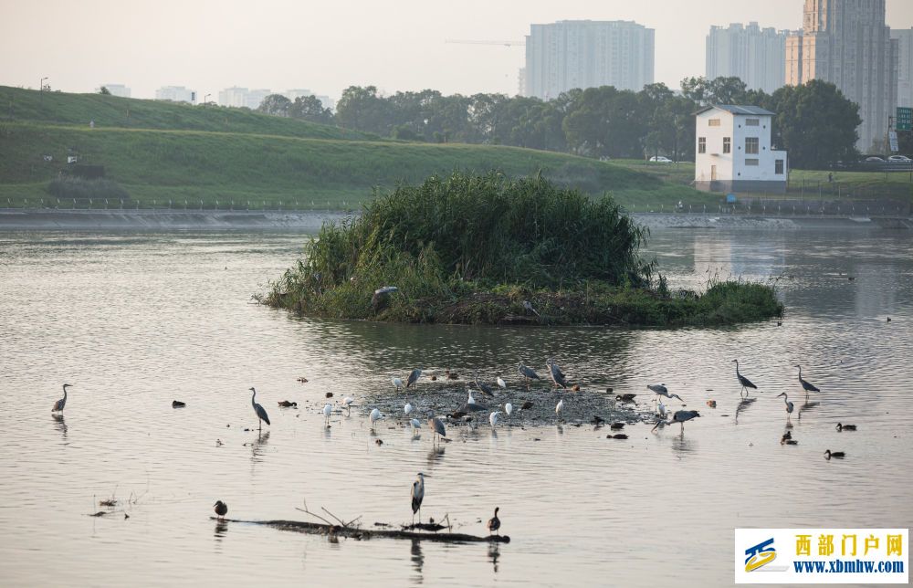 在成都|从晨曦到夜色,感受生态之城的绿色脉搏(图28) 在成都|从晨曦到夜色,感受生态之城的绿色脉搏(图28)