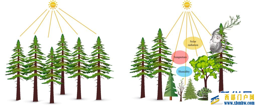 研究发现滇金丝猴是“生态工程师”(图1) 研究发现滇金丝猴是“生态工程师”(图1)