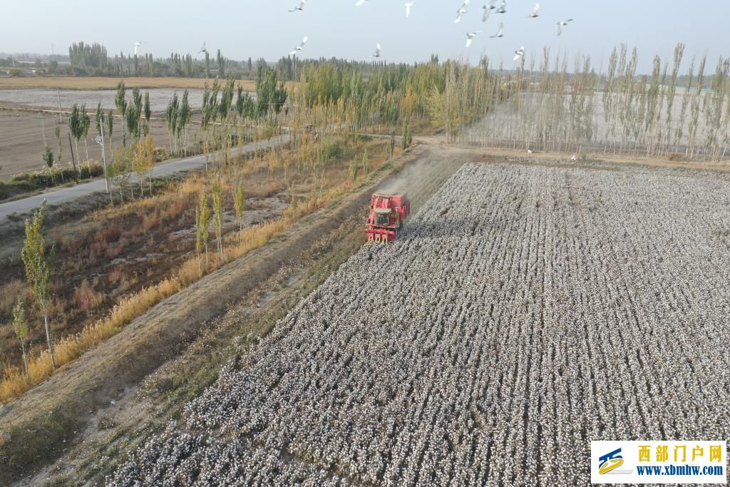 科技赋能丰收——新疆棉花采收一线见闻(图2) 科技赋能丰收——新疆棉花采收一线见闻(图2)