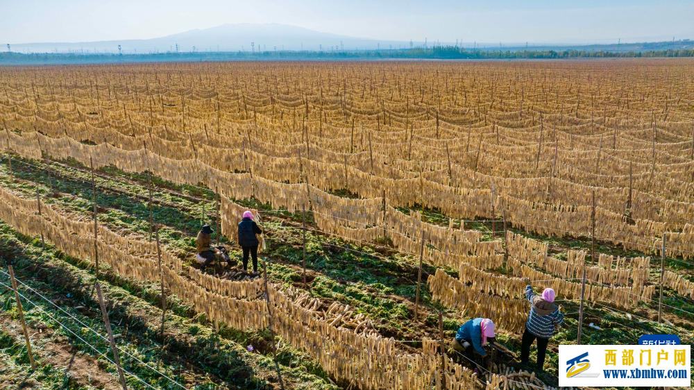 宁夏红寺堡萝卜丰收(图3) 宁夏红寺堡萝卜丰收(图3)