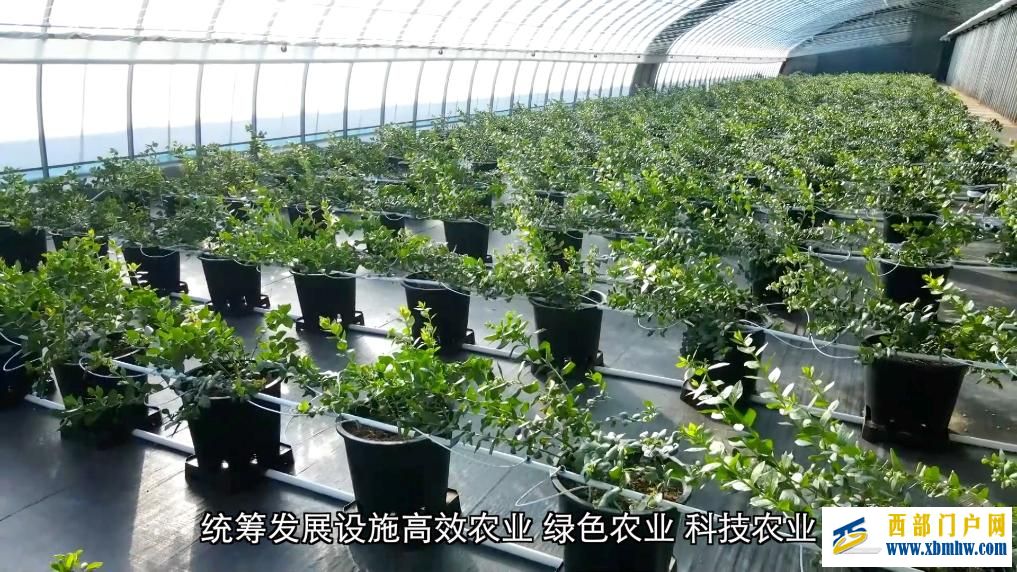 甘肃定西:科技赋能 全年鲜蔬“不断档”(图4) 甘肃定西:科技赋能 全年鲜蔬“不断档”(图4)