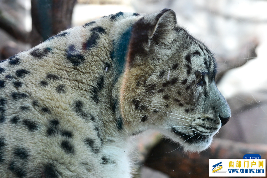 西宁野生动物园豹馆焕新改造完成