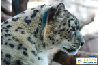 西宁野生动物园豹馆焕新改造完成
